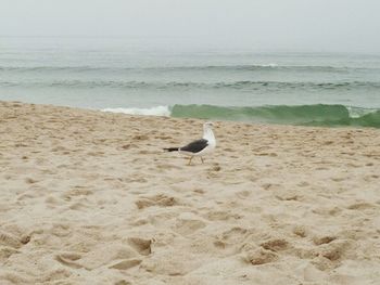 Seagull on beach