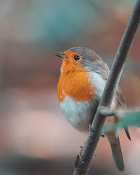 Close-up of bird perching on branch