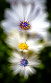 Close-up of white daisy blooming outdoors