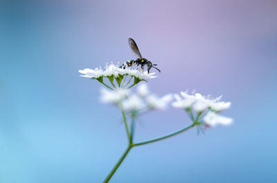 Close-up of insect on purple flower