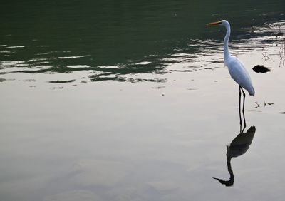 Birds in lake