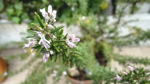 Close-up of flowers