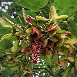 Close-up of plant