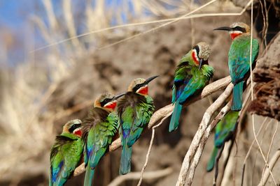 Close-up of parrot perching on branch