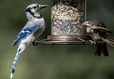 Close-up of birds perching on a bird feeder