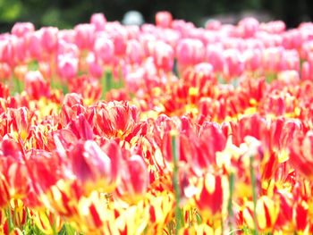 Close-up of pink flowering plants on field