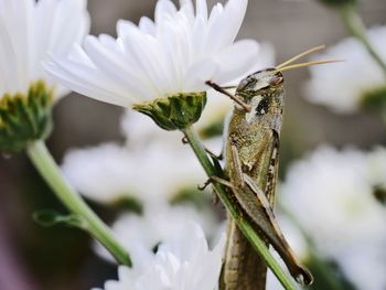 Close-up of insect on flower