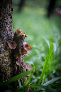 Close-up of mushrooms growing on tree trunk