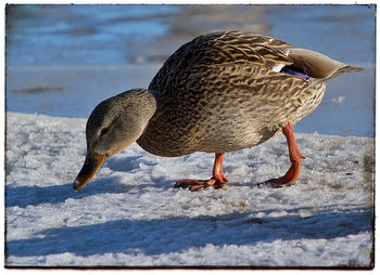 Close-up of bird perching on snow