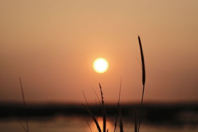High angle view of silhouette plants against orange sky