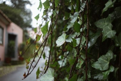 Close-up of white flowering plant against building