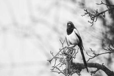 Low angle view of bird perching on tree against sky