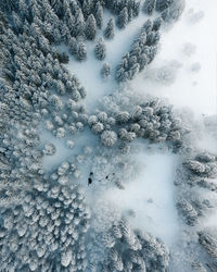 Bird eye view of snowy forest