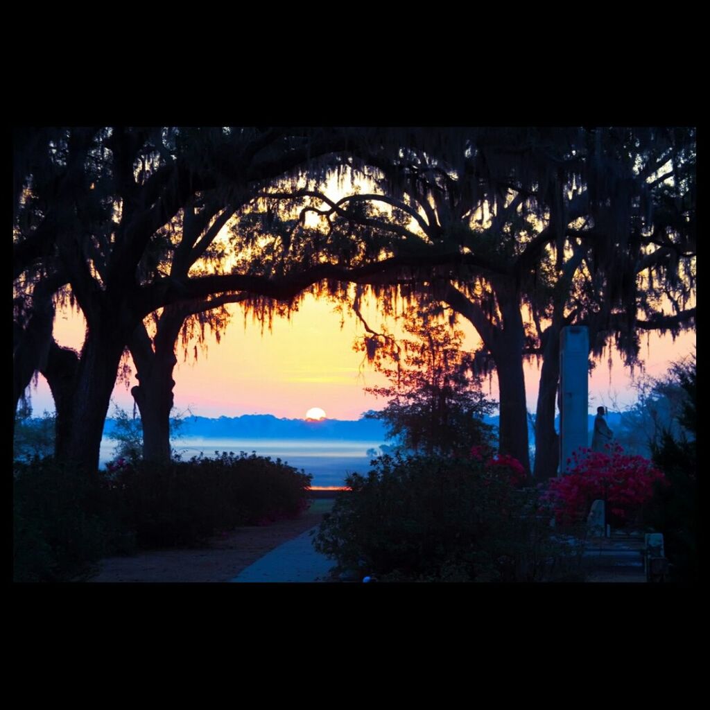 sunset, silhouette, tree, palm tree, sky, sea, water, scenics, tranquil scene, tranquility, horizon over water, beauty in nature, nature, branch, tree trunk, transfer print, orange color, cloud - sky, auto post production filter, idyllic