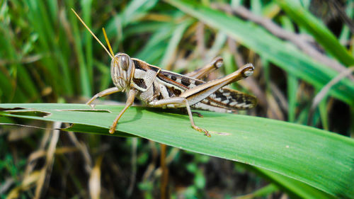 Close-up of insect on leaf against blurred background