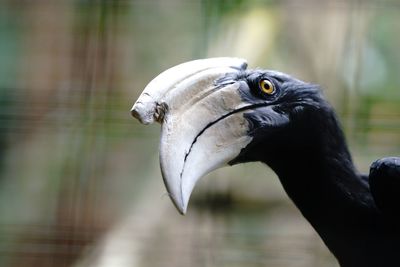 Close-up of bird