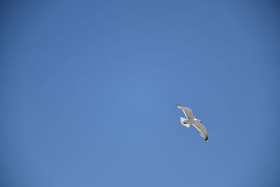 Low angle view of seagull flying