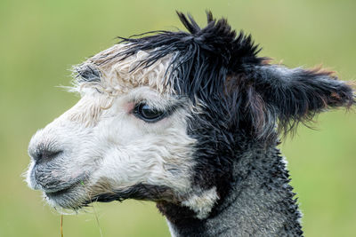 Close-up of a horse