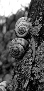 Close-up of snail on tree trunk