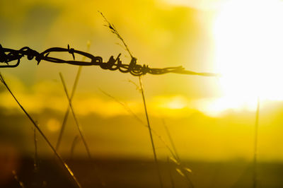 Close-up of barbed wire against sky during sunset
