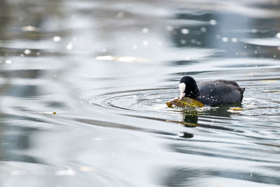 Bird swimming in lake