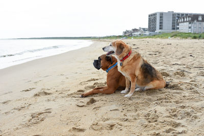 Dog relaxing on beach