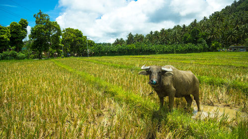 Sheep on field against sky