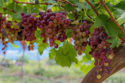 Close-up of grapes growing in vineyard