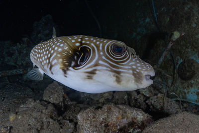 Close-up of fish swimming in sea