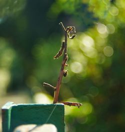 Close-up of insect on plant