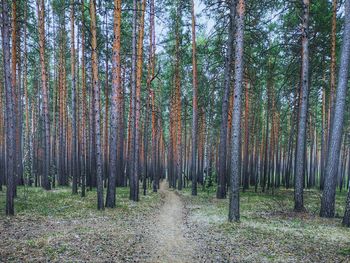 Trees growing in forest