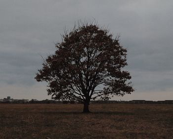 Tree on landscape against the sky