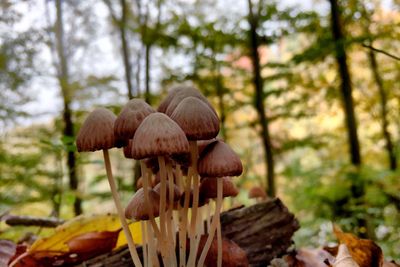 Close-up of mushrooms growing in forest