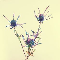 Close-up of flowers over white background