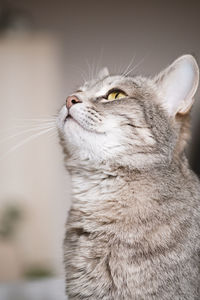 A striped gray cat with yellow eyes. a domestic cat lies on the bed. the cat in the home interior. 
