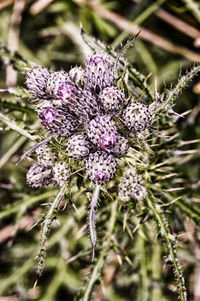 Close-up of purple flowers