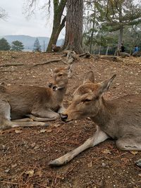 View of deer relaxing on field