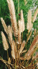 Close-up of dry plants