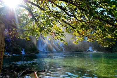 Sun shining through trees