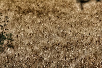 Full frame shot of crops growing on field