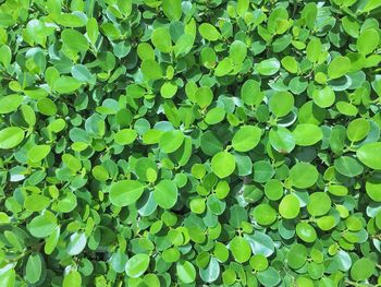 Full frame shot of green leaves