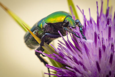 Close-up of insect on purple flower