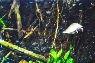 Close-up of fish swimming underwater