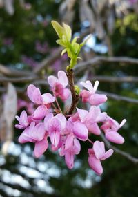 Close-up of pink flowers