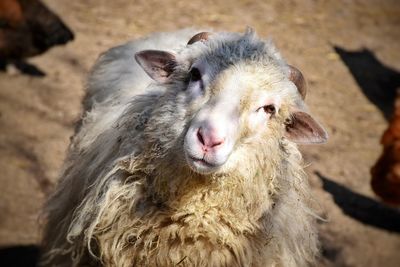 Close-up of goat