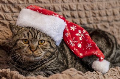 Close-up portrait of cat