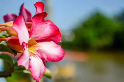 Close-up of pink rose flower