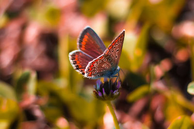 Close-up of purple flowers