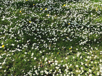 Full frame shot of flowering plants on field