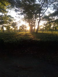 Trees on field against sky at sunset